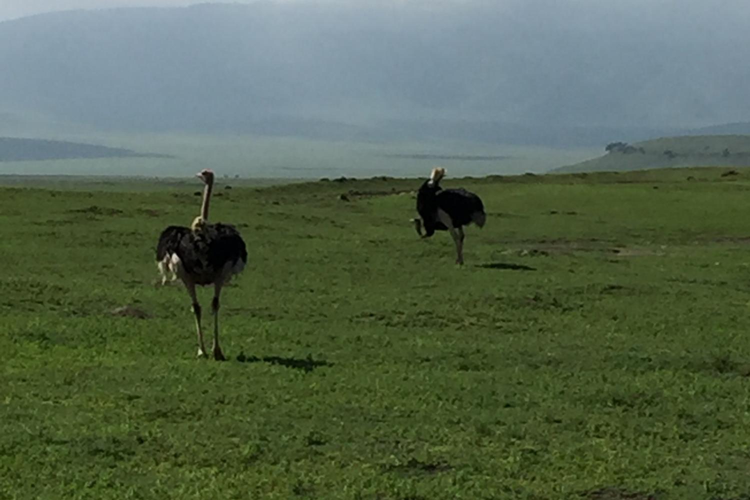 Ostriches in Tanzania