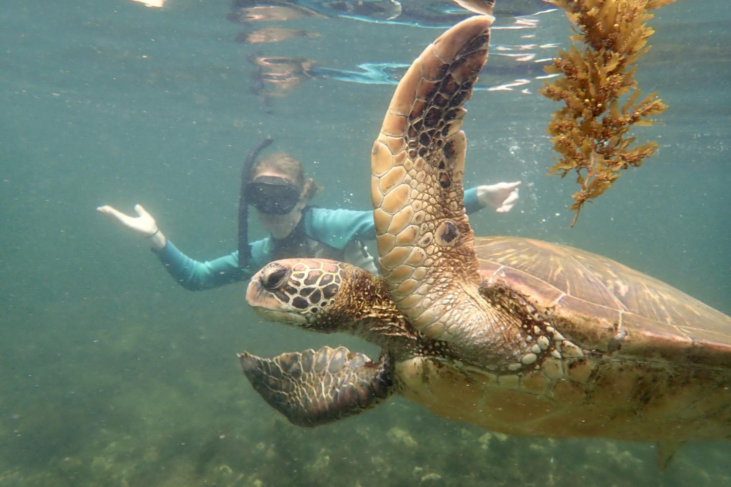 一名<a href='http://wwwpjbetcom.kadinuobeier.com'>bv伟德ios下载</a>学生在Galápagos群岛游学途中与一只巨龟游泳.